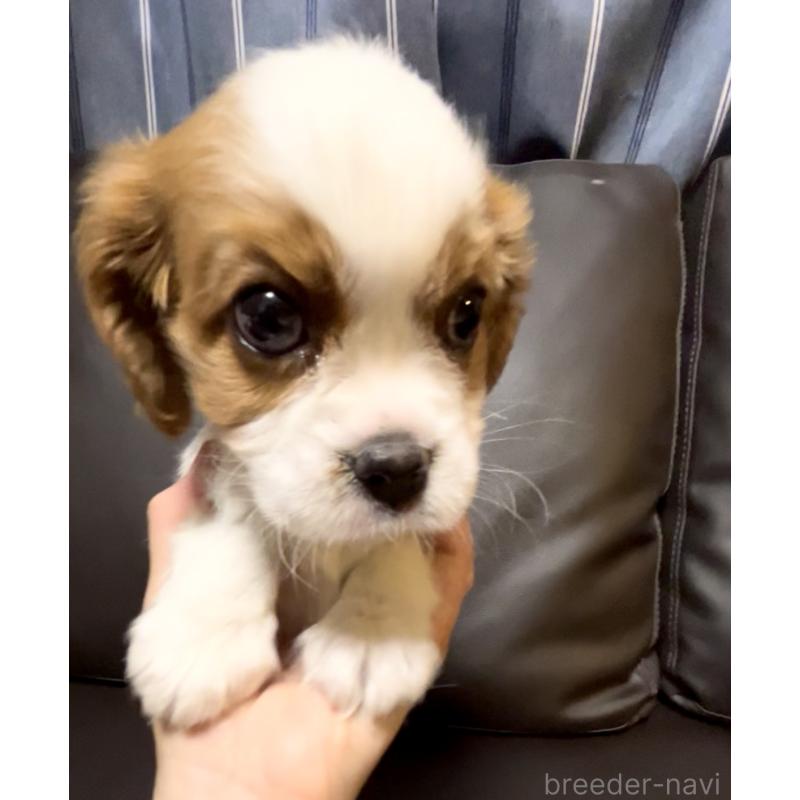 販売中の奈良県のキャバリアキングチャールズスパニエル-433088の1枚目