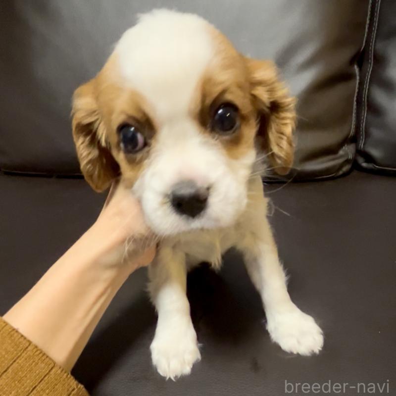 販売中の奈良県のキャバリアキングチャールズスパニエル-433088の5枚目