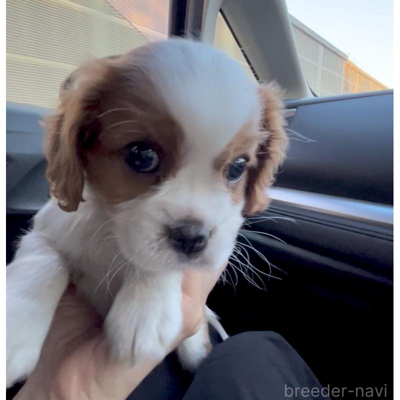 販売中の奈良県のキャバリアキングチャールズスパニエル-433088の4枚目