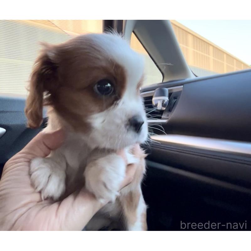 販売中の奈良県のキャバリアキングチャールズスパニエル-433088の3枚目