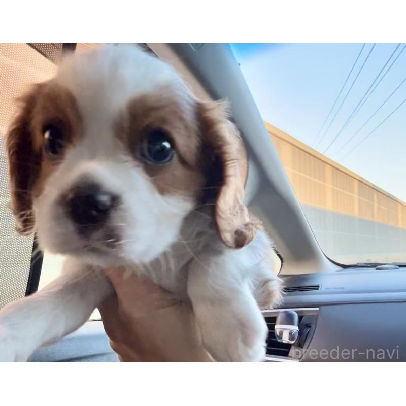 販売中の奈良県のキャバリアキングチャールズスパニエル-433088の2枚目
