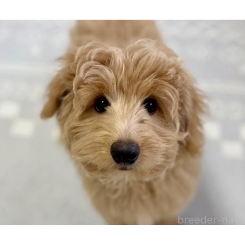 販売中の福岡県のポメプー:ポメラニアン×トイプードル-406555の16枚目