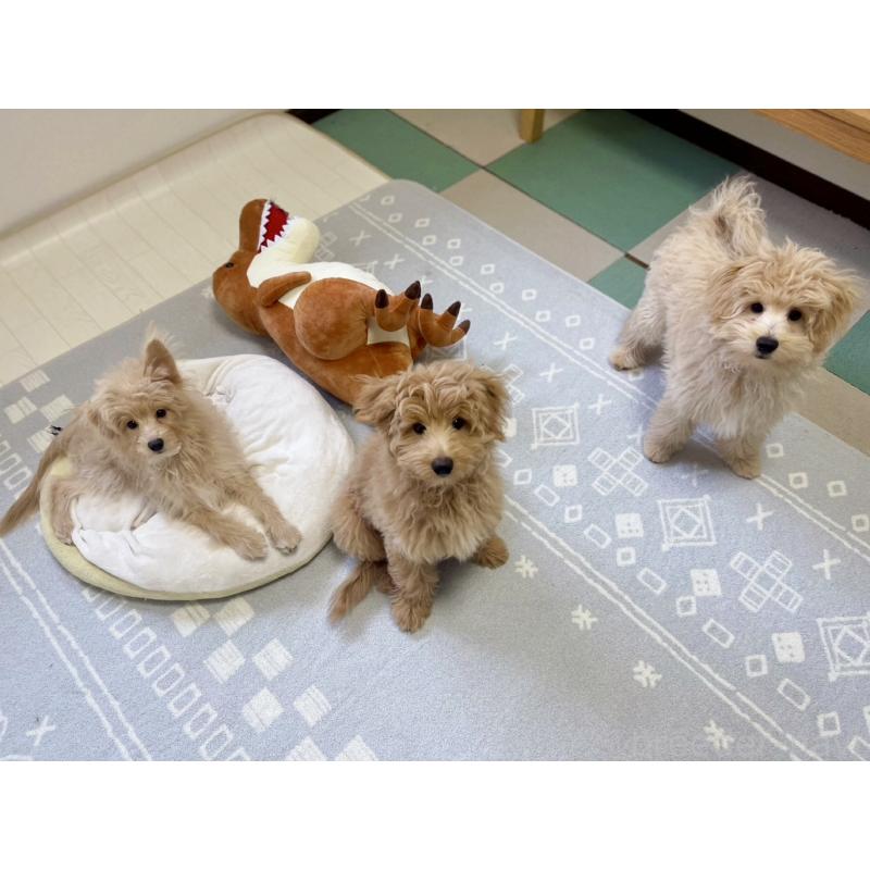 販売中の福岡県のポメプー:ポメラニアン×トイプードル-406555の15枚目