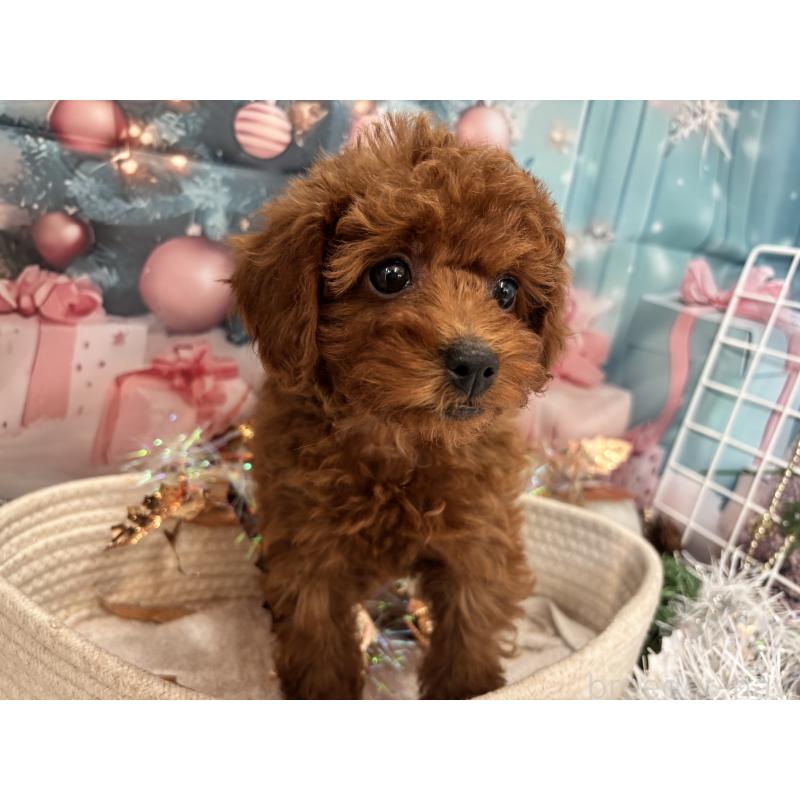 販売中の栃木県のトイプードル-423220