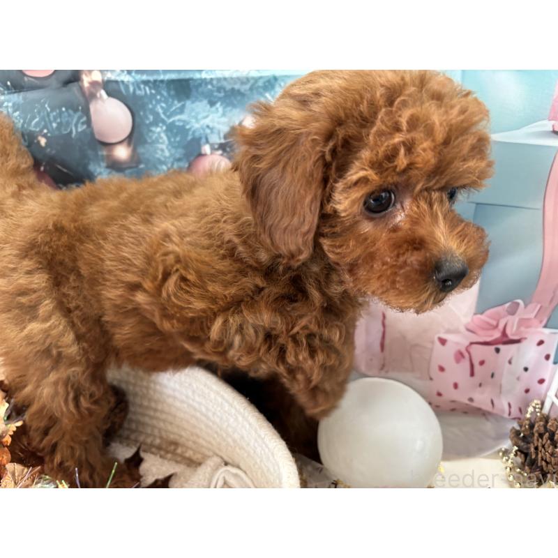 販売中の栃木県のタイニープードル-423220の6枚目