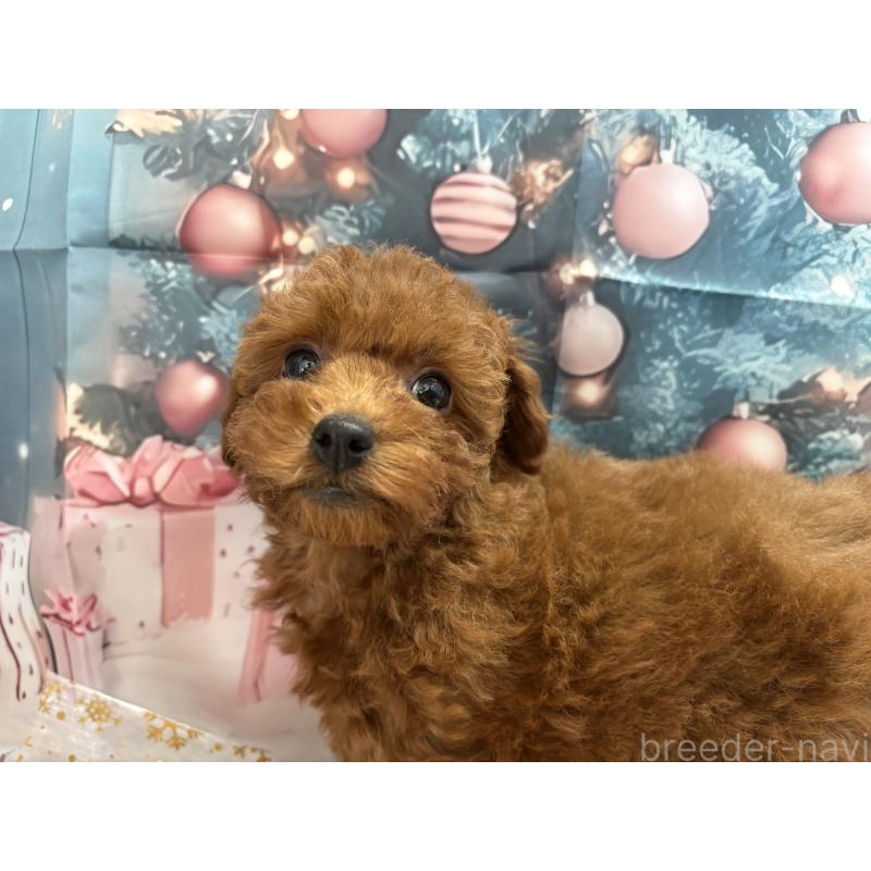 販売中の栃木県のタイニープードル-423220の5枚目