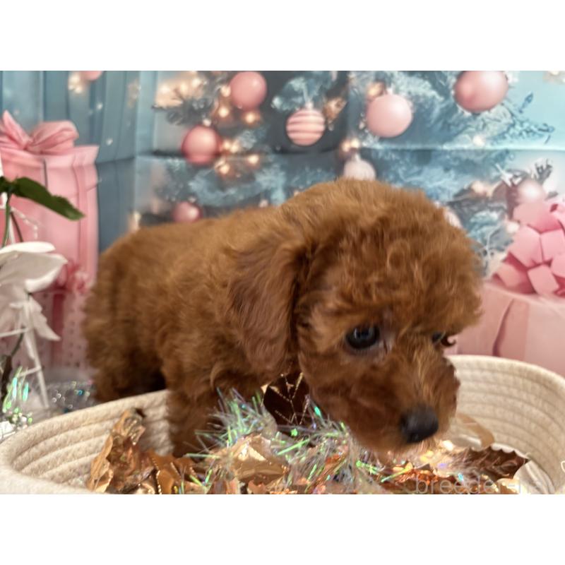 販売中の栃木県のタイニープードル-423220の4枚目