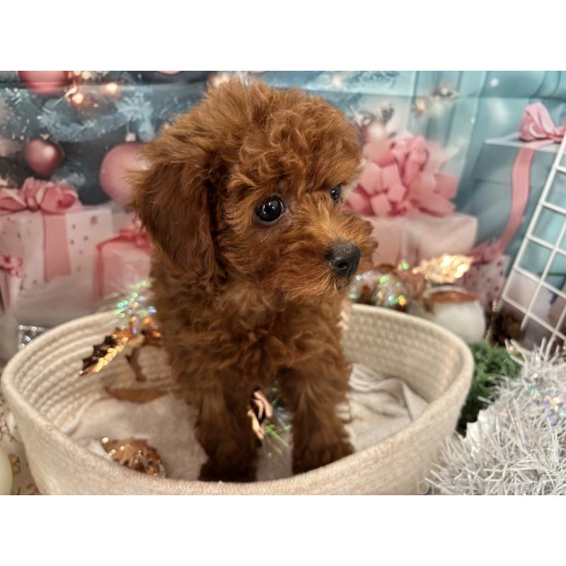 販売中の栃木県のタイニープードル-423220の3枚目