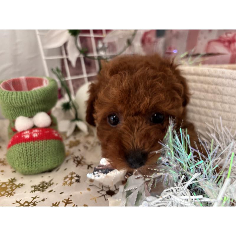 販売中の栃木県のタイニープードル-423220の2枚目