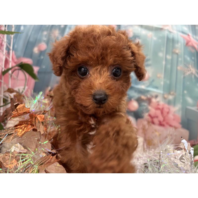 販売中の栃木県のタイニープードル-423222