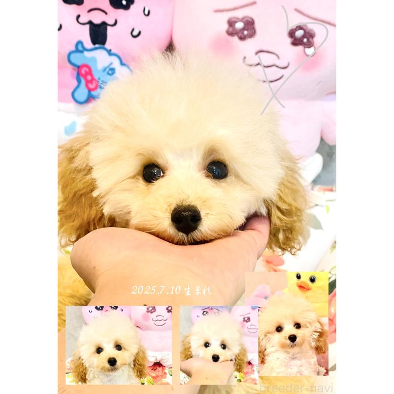 販売中の宮城県のティーカッププードル-423048