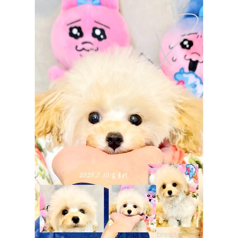 販売中の宮城県のティーカッププードル-423047