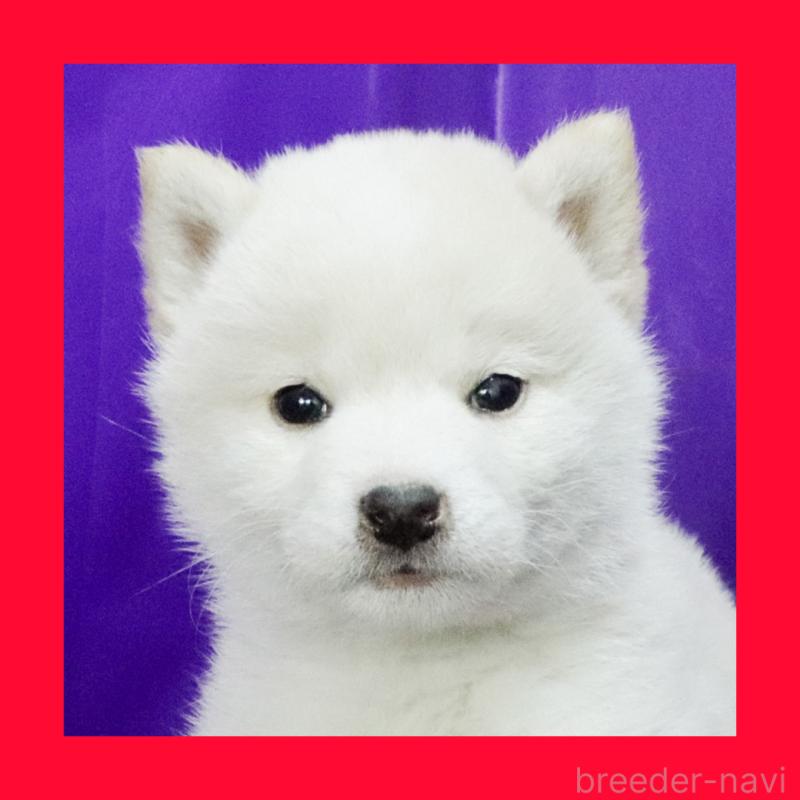 販売中の愛知県の柴犬-429893