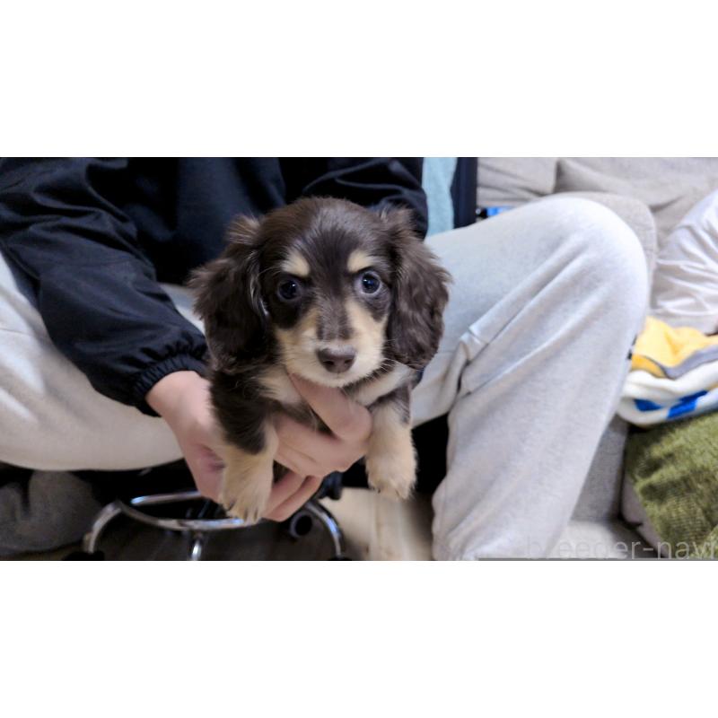 販売中の茨城県のカニンヘンダックスフンド(ロングヘアード)-433095の6枚目