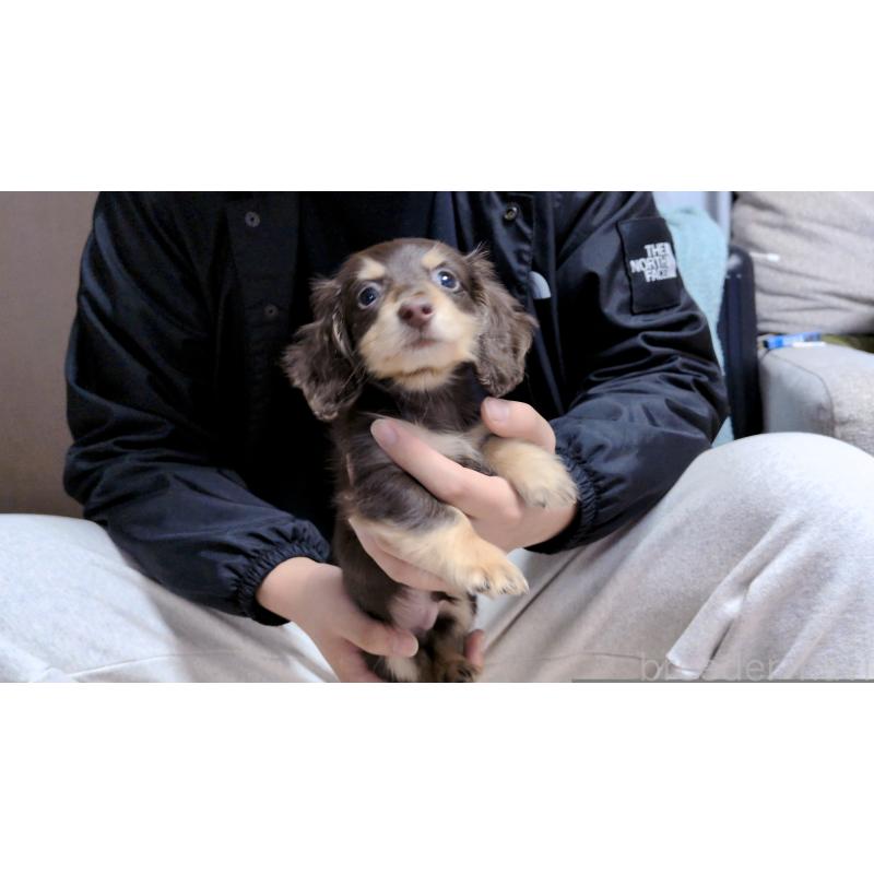 販売中の茨城県のカニンヘンダックスフンド(ロングヘアード)-433095の5枚目