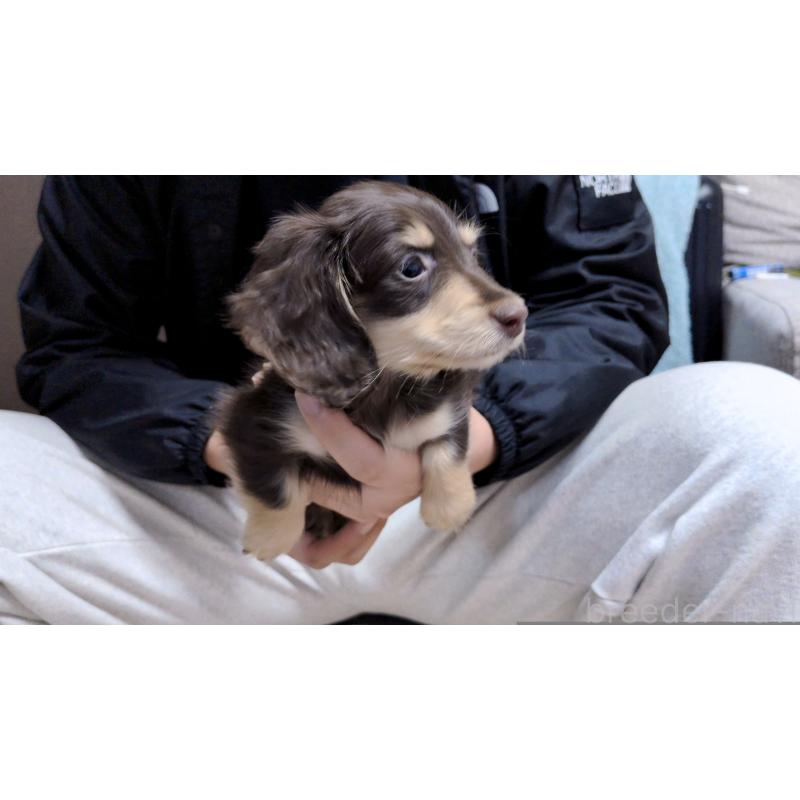 販売中の茨城県のカニンヘンダックスフンド(ロングヘアード)-433095の4枚目