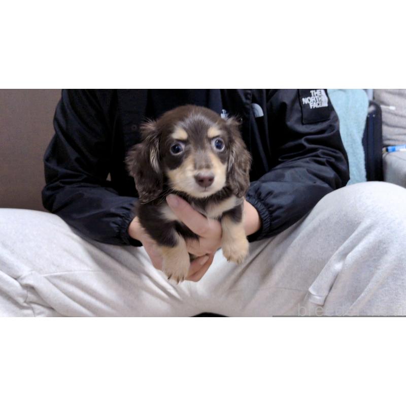 販売中の茨城県のカニンヘンダックスフンド(ロングヘアード)-433095の3枚目