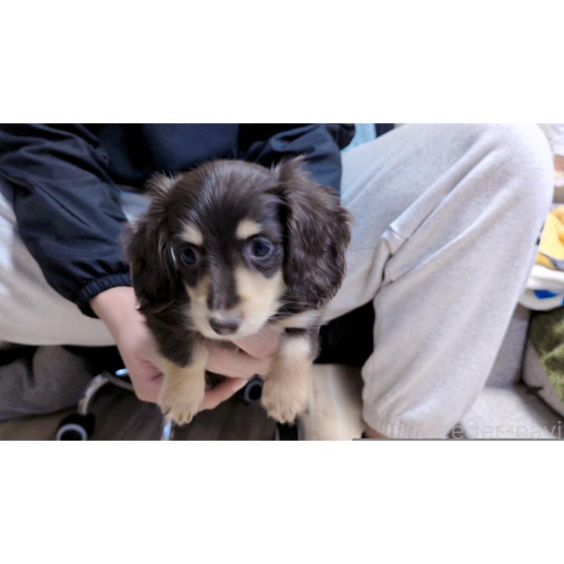 販売中の茨城県のカニンヘンダックスフンド(ロングヘアード)-433095の2枚目