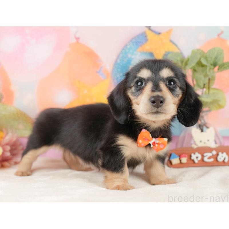 販売中の静岡県のミニチュアダックスフンド(ロングヘアード)-433100の8枚目