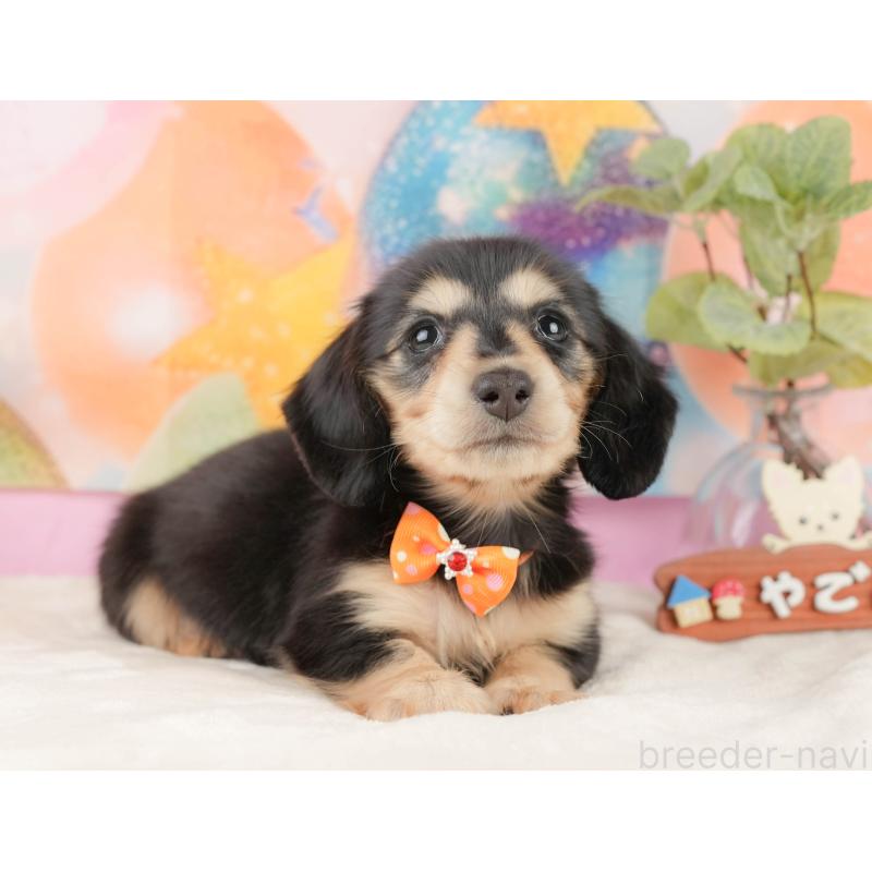 販売中の静岡県のミニチュアダックスフンド(ロングヘアード)-433100の7枚目