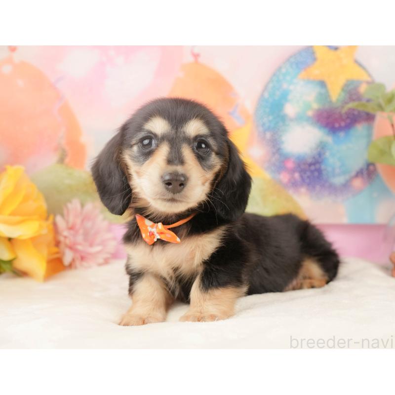 販売中の静岡県のミニチュアダックスフンド(ロングヘアード)-433100の6枚目