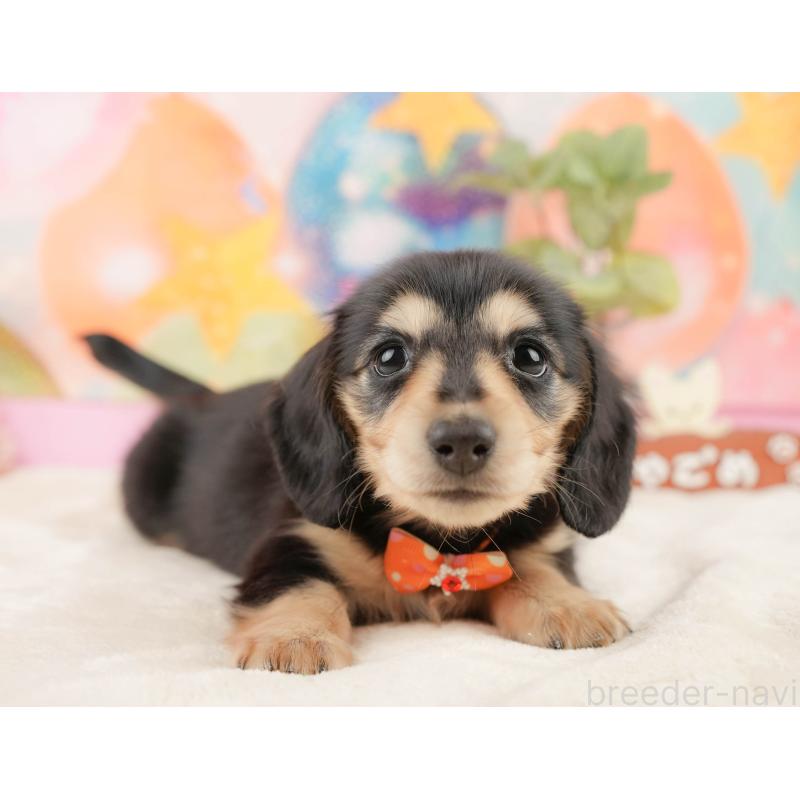 販売中の静岡県のミニチュアダックスフンド(ロングヘアード)-433100の5枚目