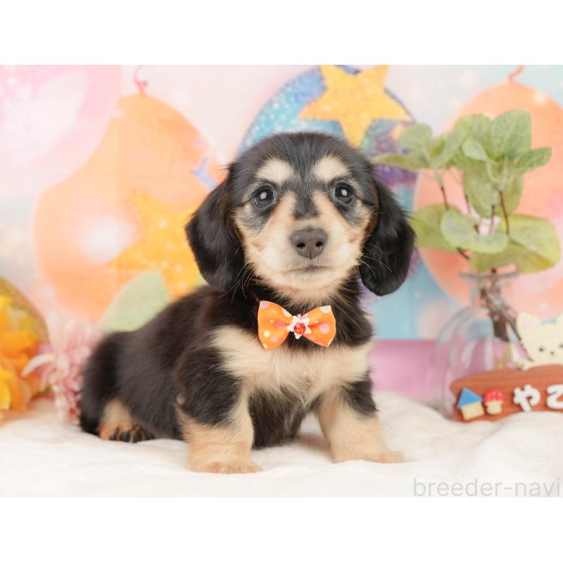 販売中の静岡県のミニチュアダックスフンド(ロングヘアード)-433100の4枚目