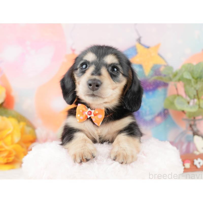 販売中の静岡県のミニチュアダックスフンド(ロングヘアード)-433100の3枚目