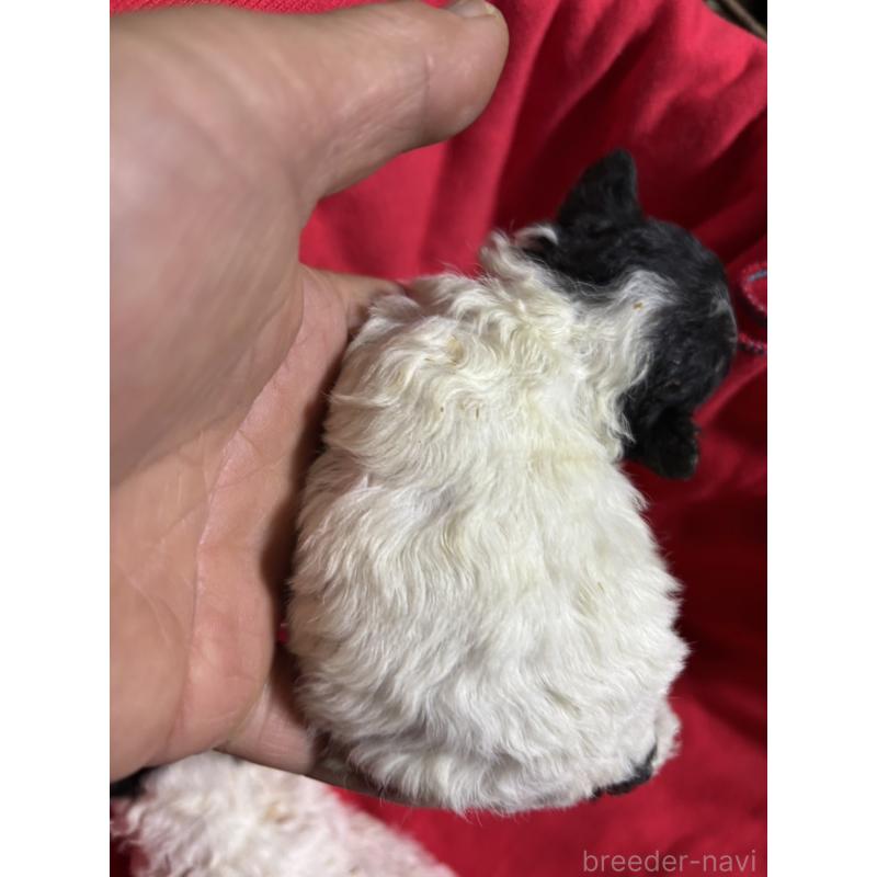 販売中の茨城県のトイプードル-433102の3枚目