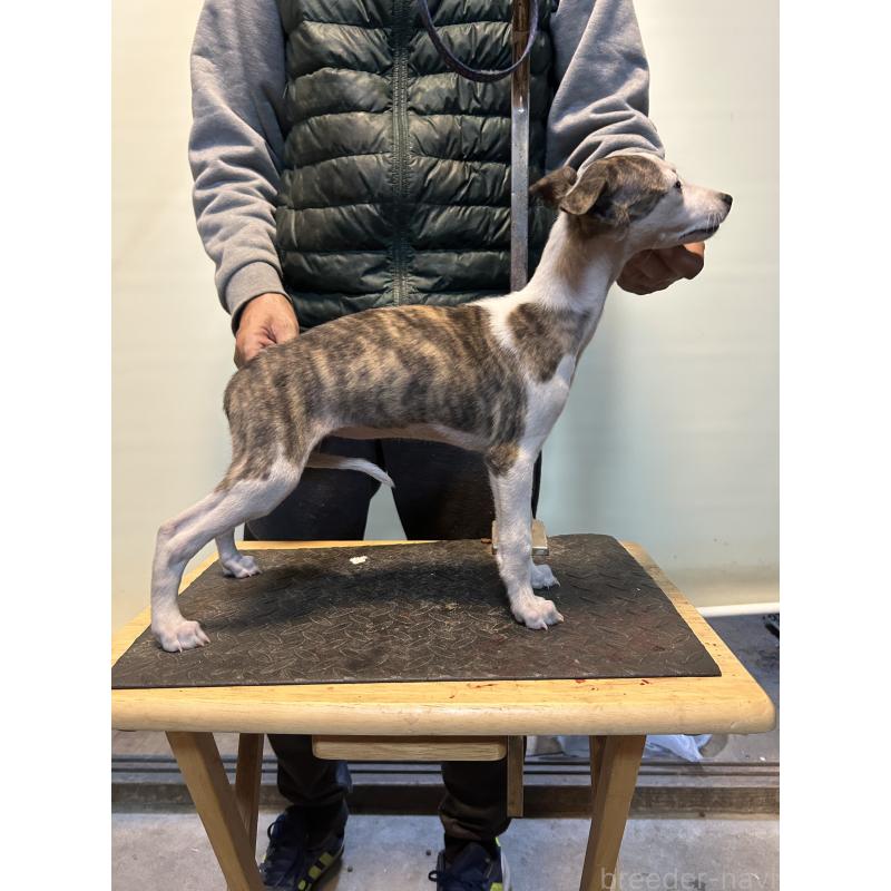 販売中の静岡県のウィペット-428276の3枚目