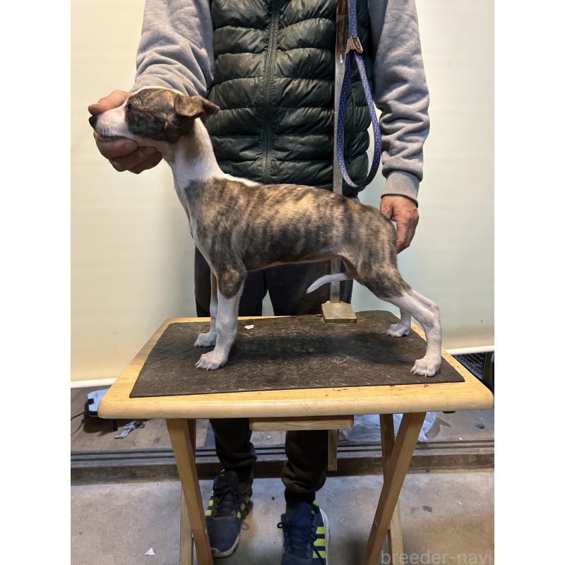 販売中の静岡県のウィペット-428276