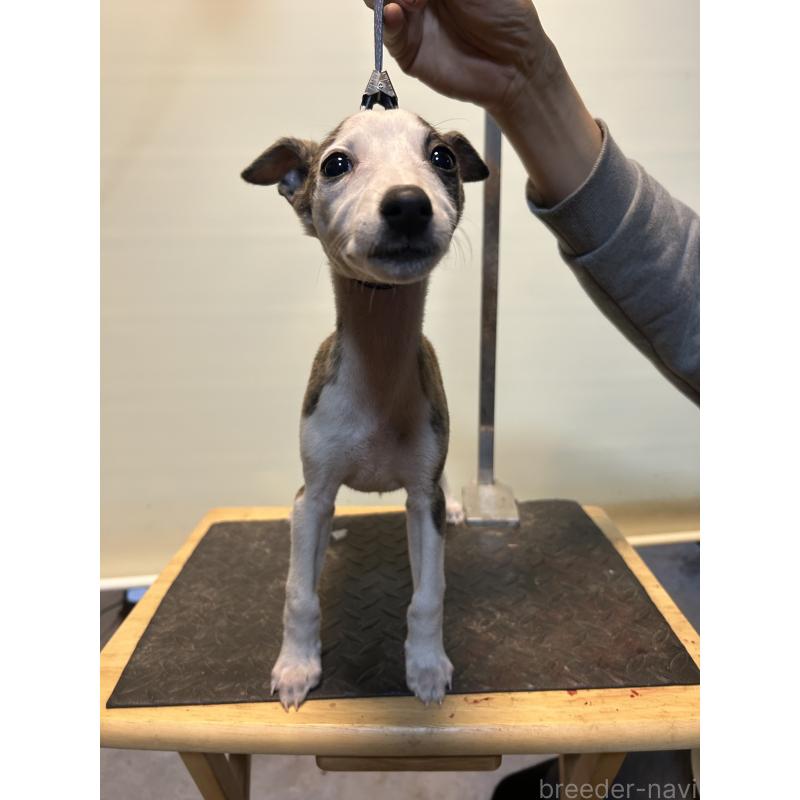 販売中の静岡県のウィペット-428276の2枚目