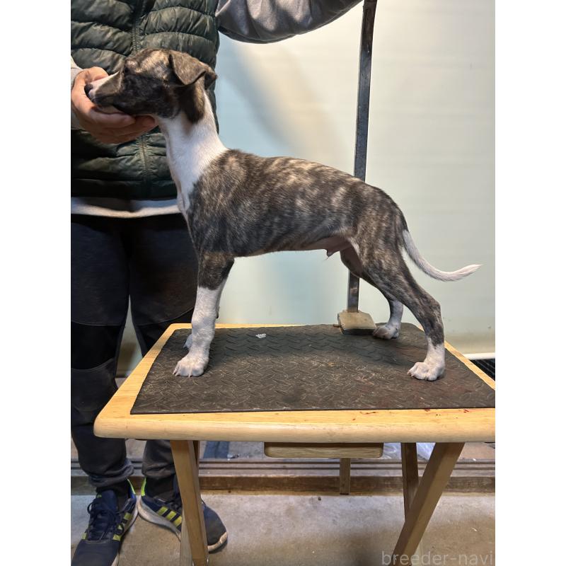 販売中の静岡県のウィペット-428273