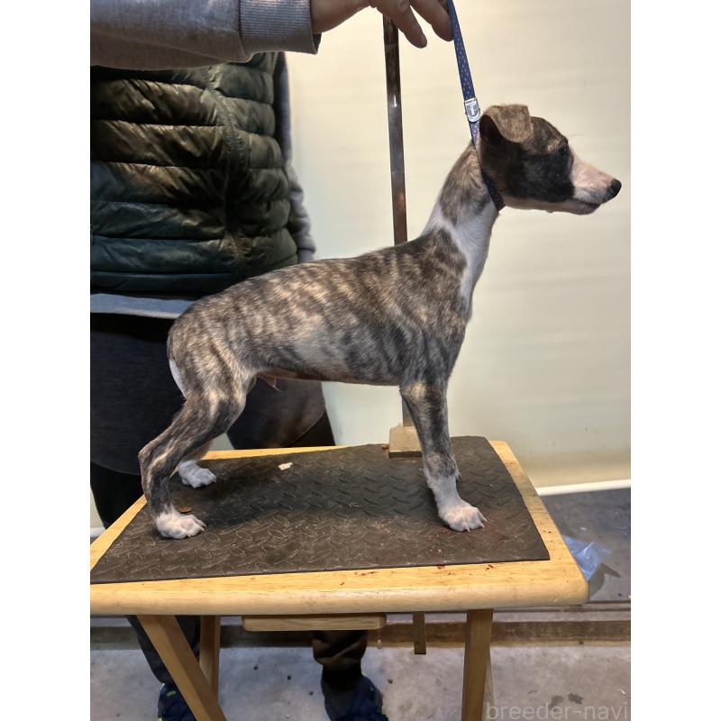 販売中の静岡県のウィペット-428273の4枚目