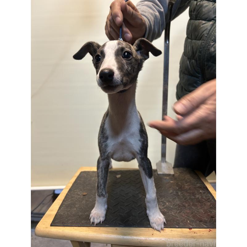 販売中の静岡県のウィペット-428273の3枚目