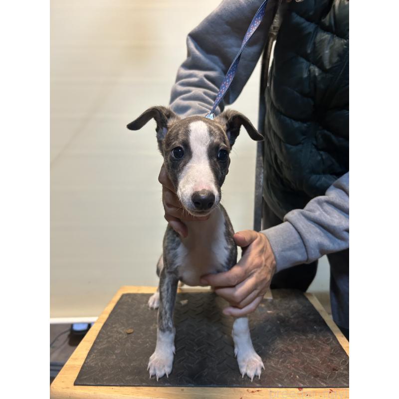 販売中の静岡県のウィペット-428273の2枚目