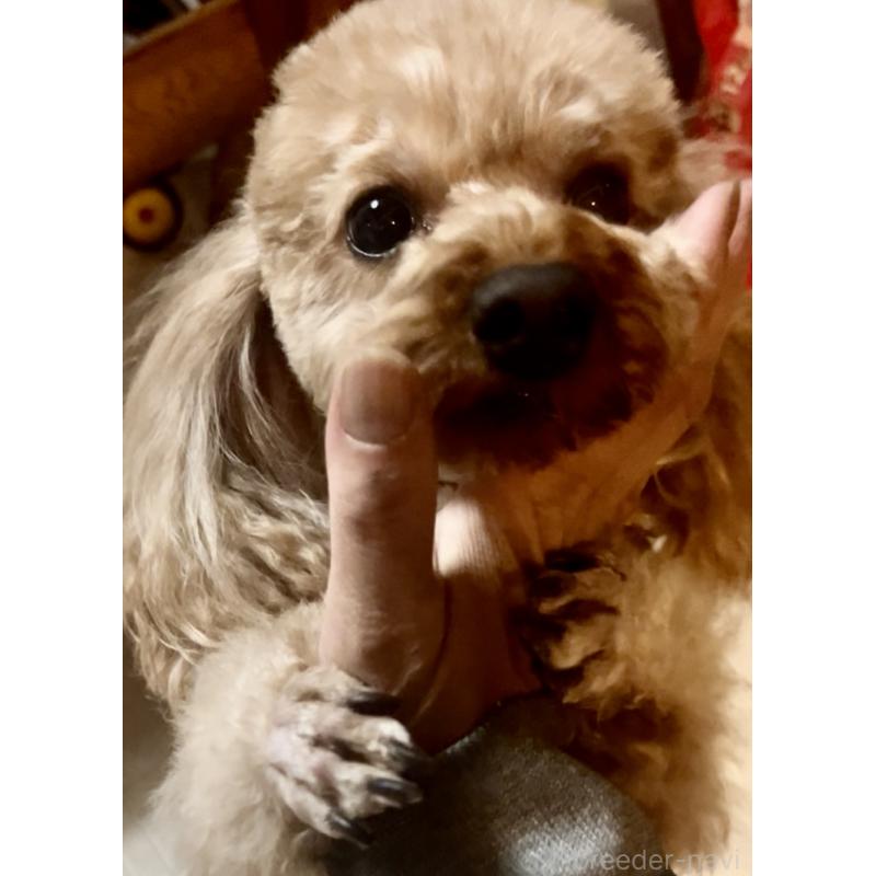 販売中の東京都のトイプードル-427859の4枚目