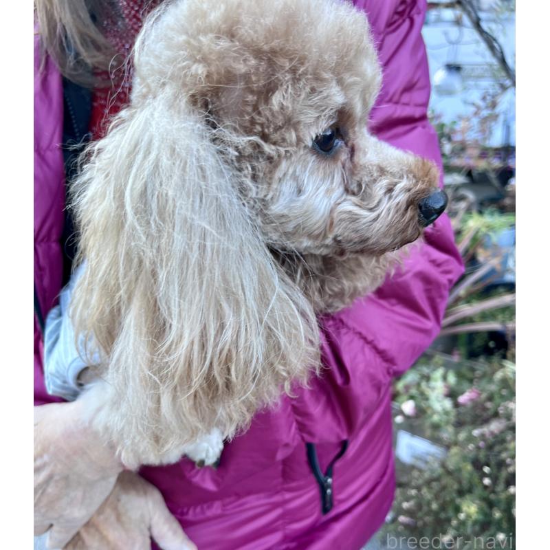 販売中の東京都のトイプードル-427859の2枚目