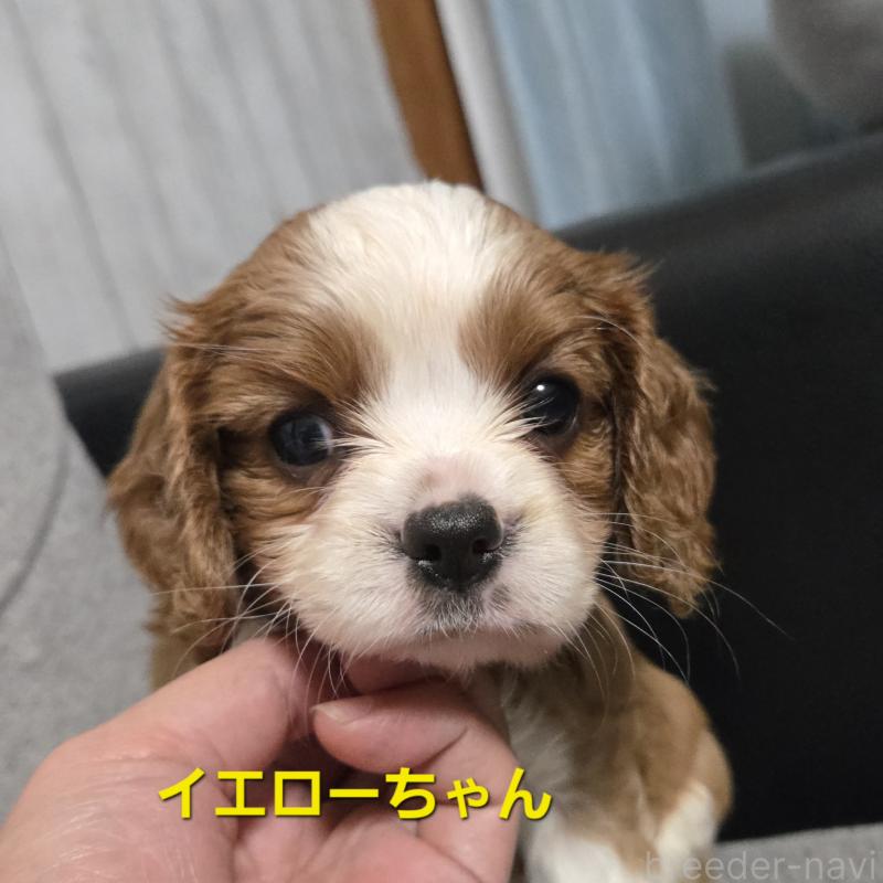 販売中の鹿児島県のキャバプー:キャバリア×トイプードル-429128