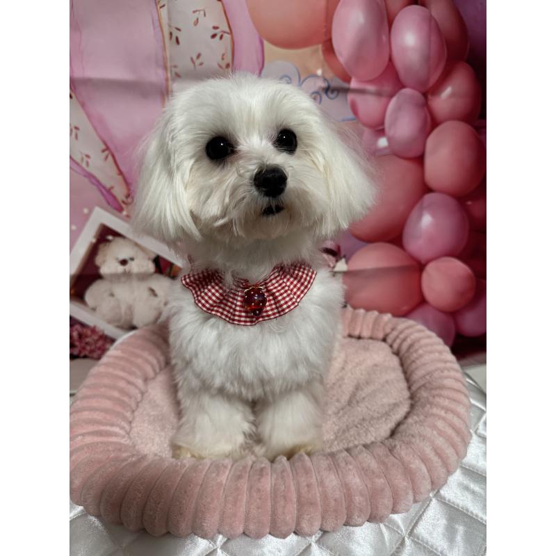 成約済の埼玉県のマルチーズ-431623の4枚目