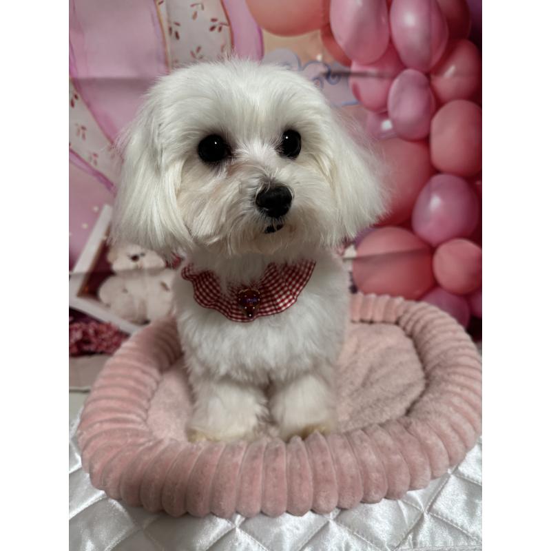 成約済の埼玉県のマルチーズ-431623の3枚目