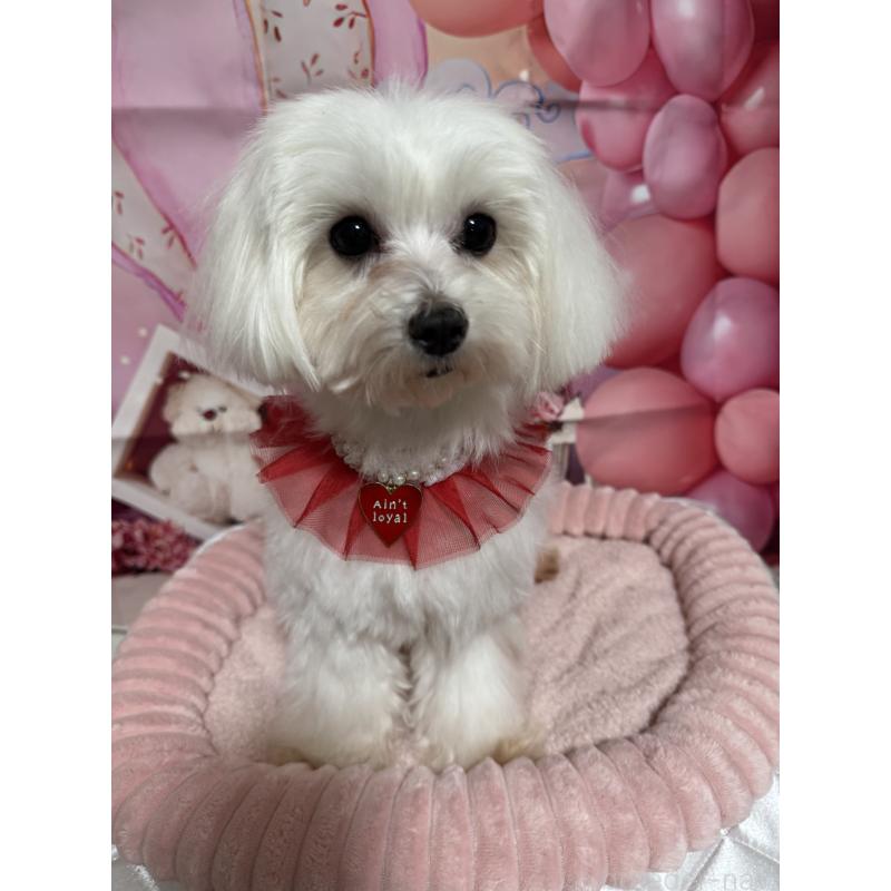 成約済の埼玉県のマルチーズ-431623の2枚目