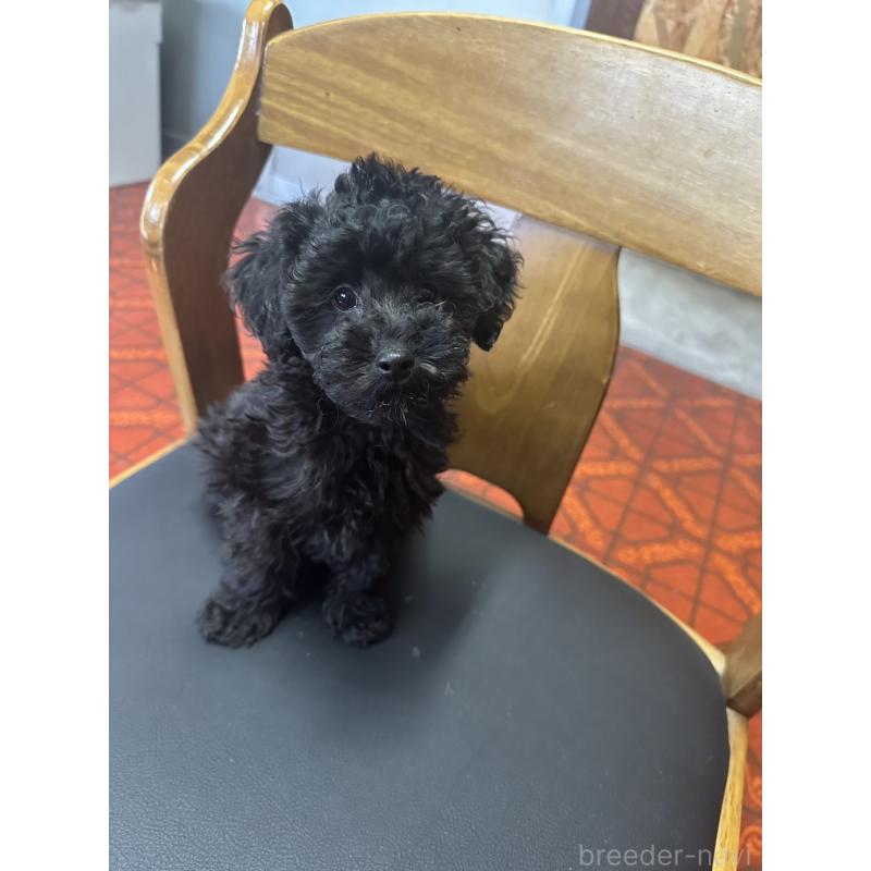 販売中の三重県のタイニープードル-425540の4枚目