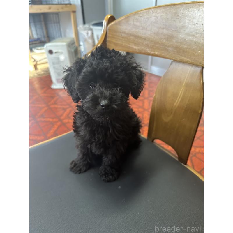 販売中の三重県のタイニープードル-425540の3枚目
