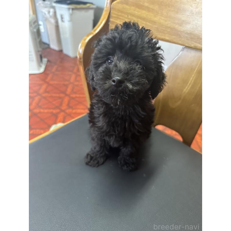 販売中の三重県のタイニープードル-425540の2枚目