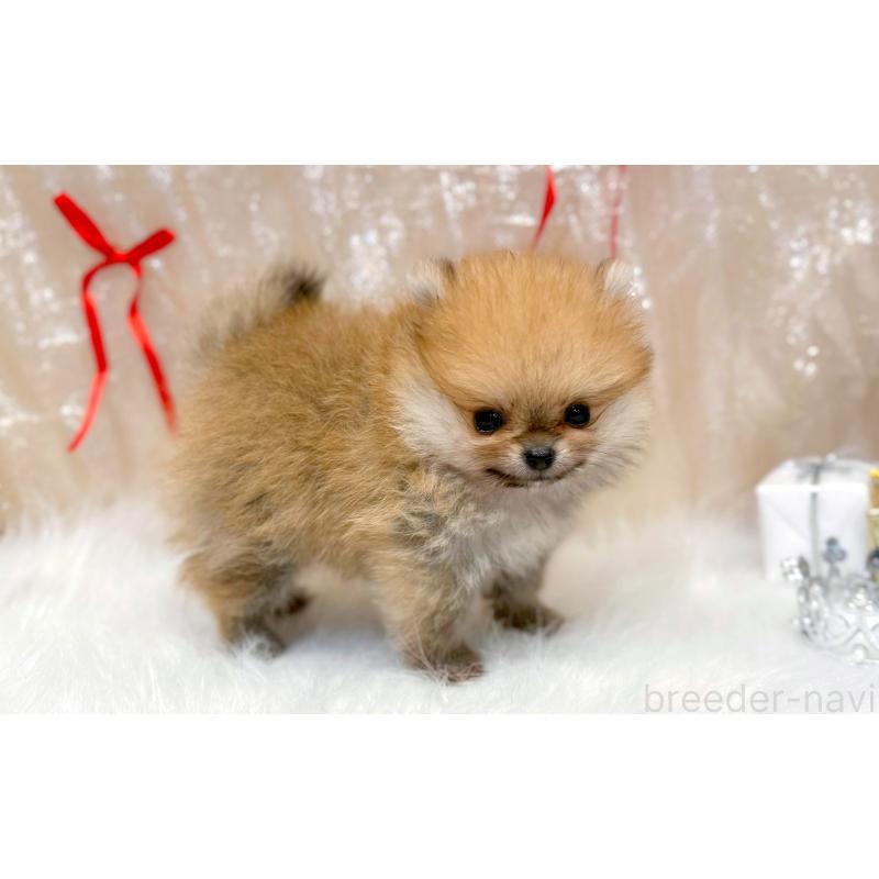 販売中の愛知県のポメラニアン-433108の5枚目