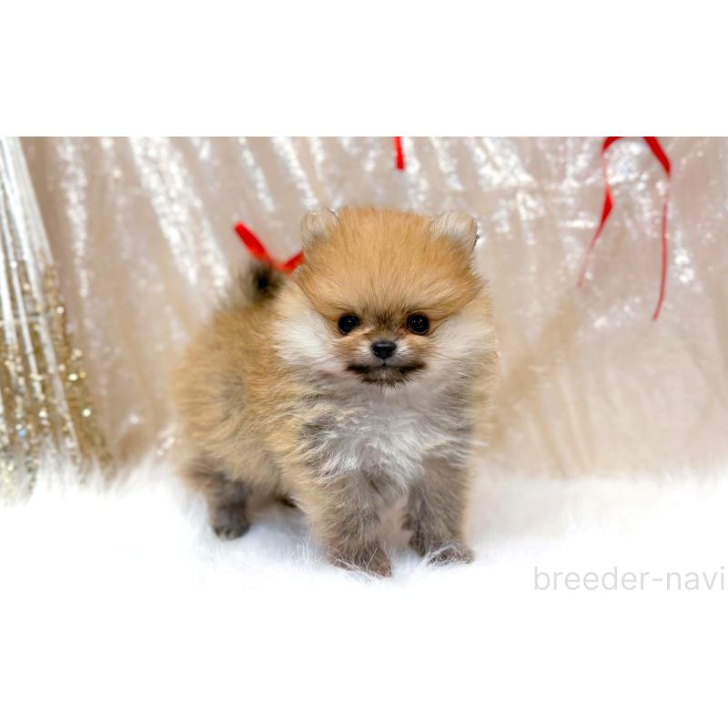 販売中の愛知県のポメラニアン-433108の4枚目