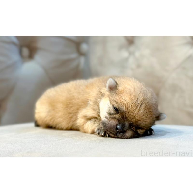 販売中の愛知県のポメラニアン-433108の3枚目