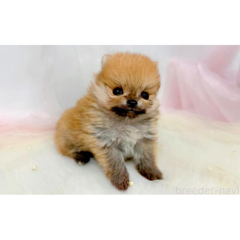 販売中の愛知県のポメラニアン-433108の2枚目