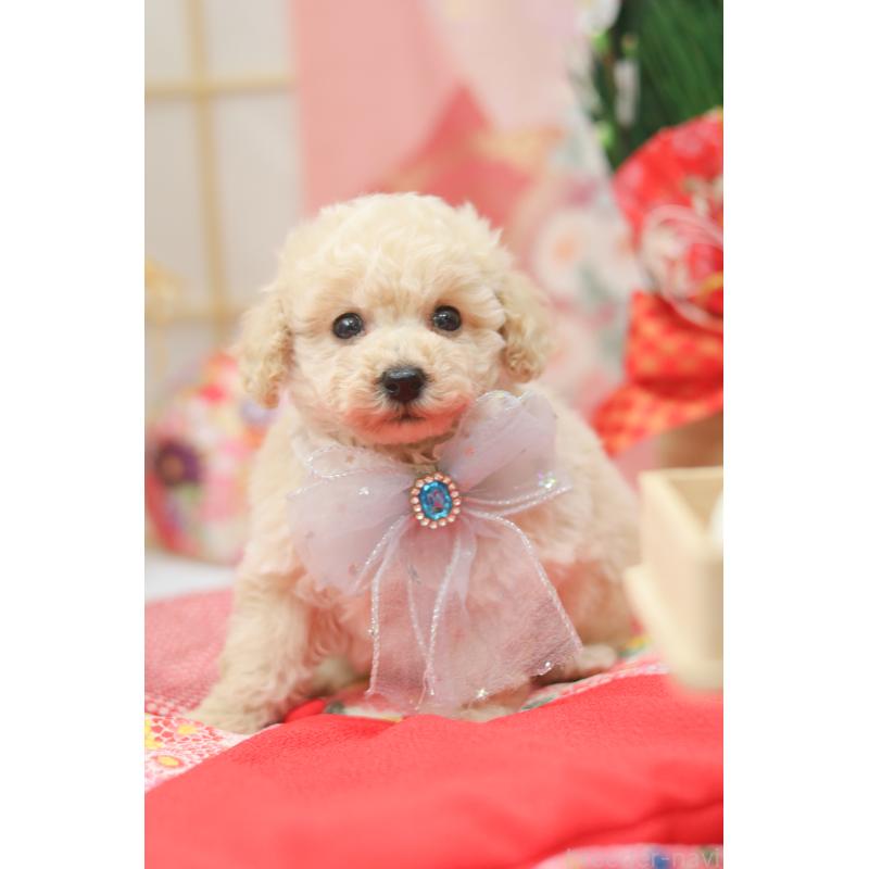 販売中の広島県のトイプードル-433109の3枚目